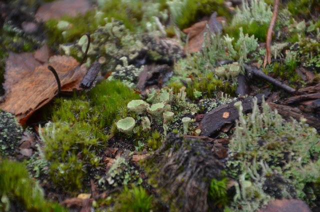 2011 12 A la découverte des lichens 32